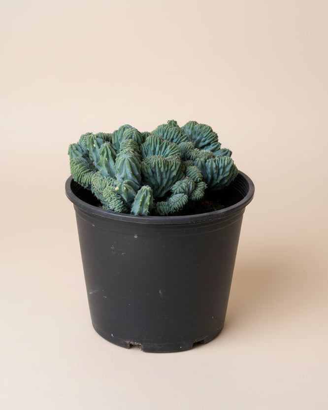 Crested Myrtillocactus