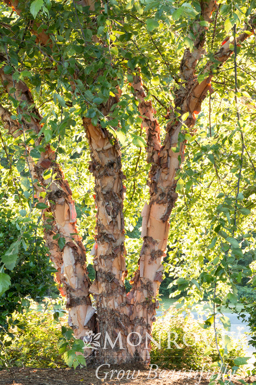 Heritage River Birch