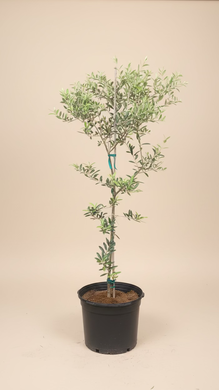 Arbequina Olive Tree