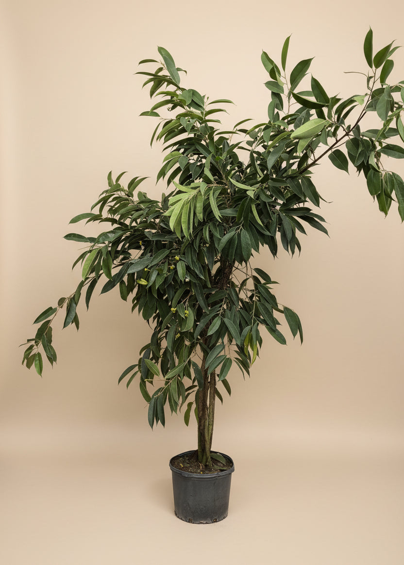 Ficus Amstel King