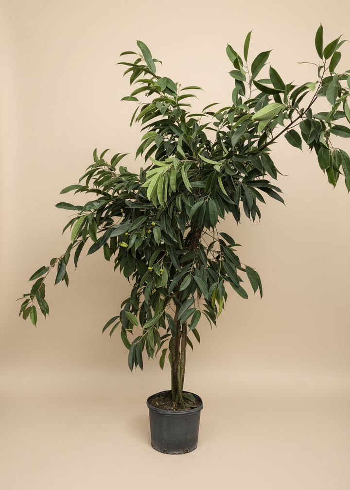 Ficus Amstel King