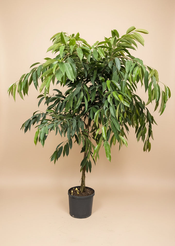 Ficus Amstel King