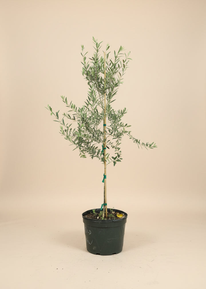Arbequina Olive Tree