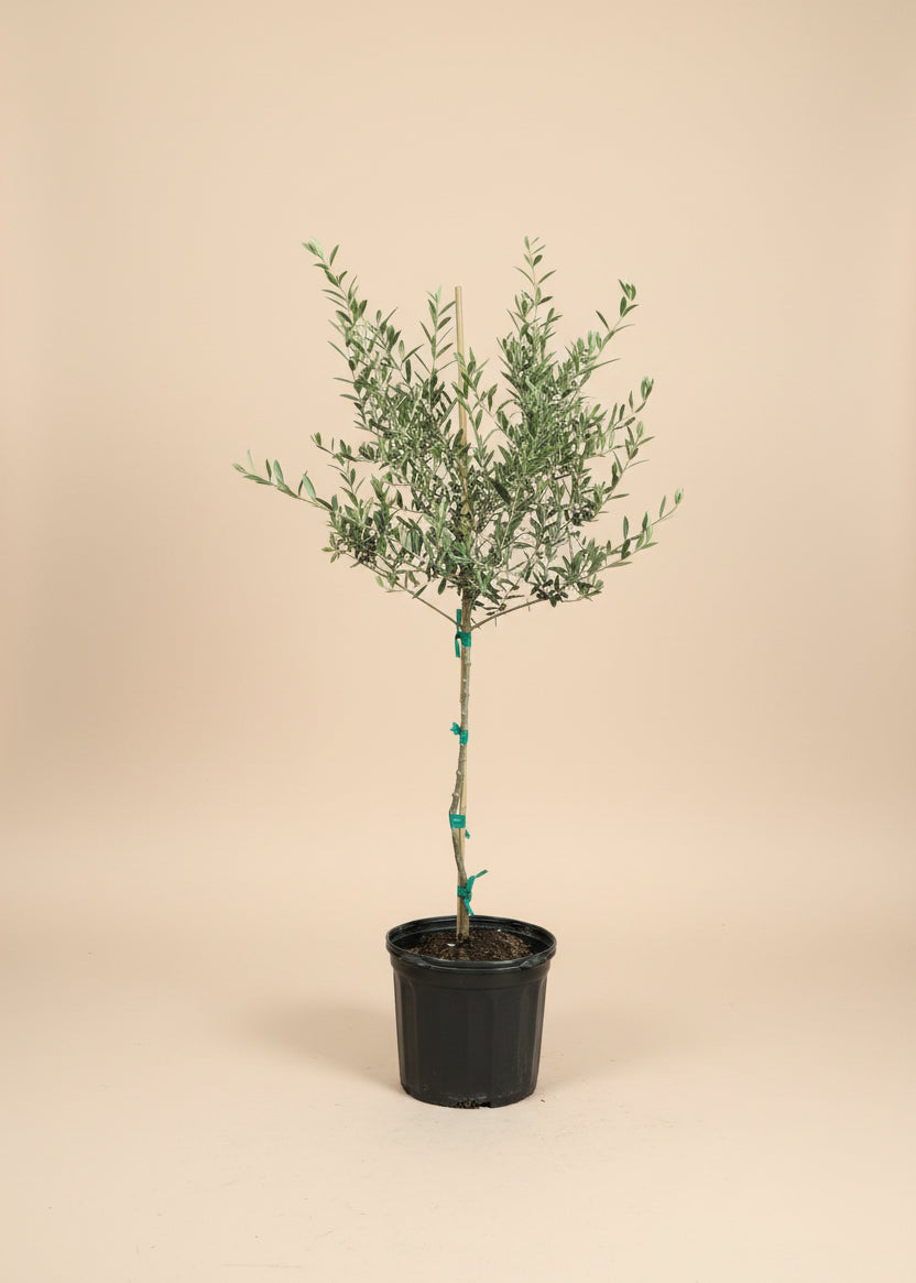 Arbequina Olive Tree