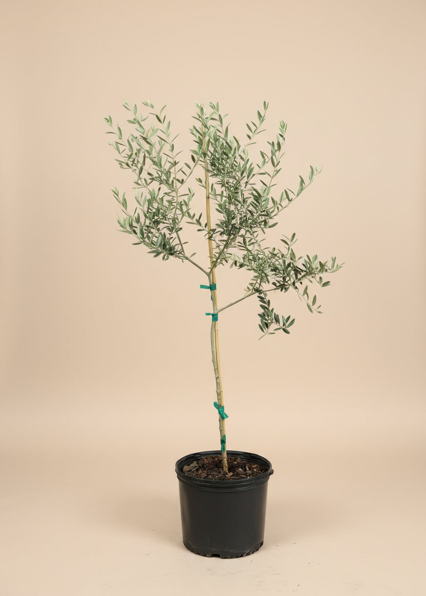 Arbequina Olive Tree