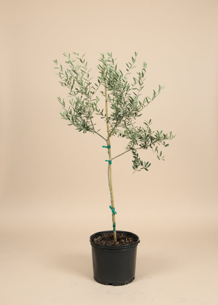 Arbequina Olive Tree