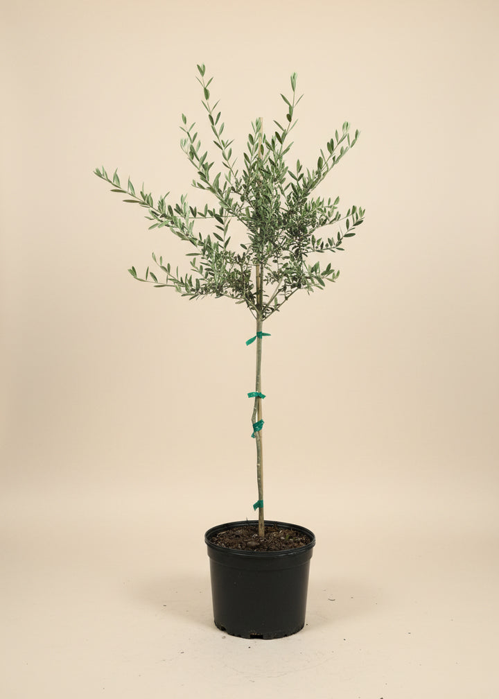 Arbequina Olive Tree