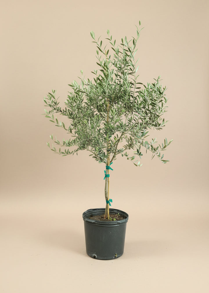 Arbequina Olive Tree
