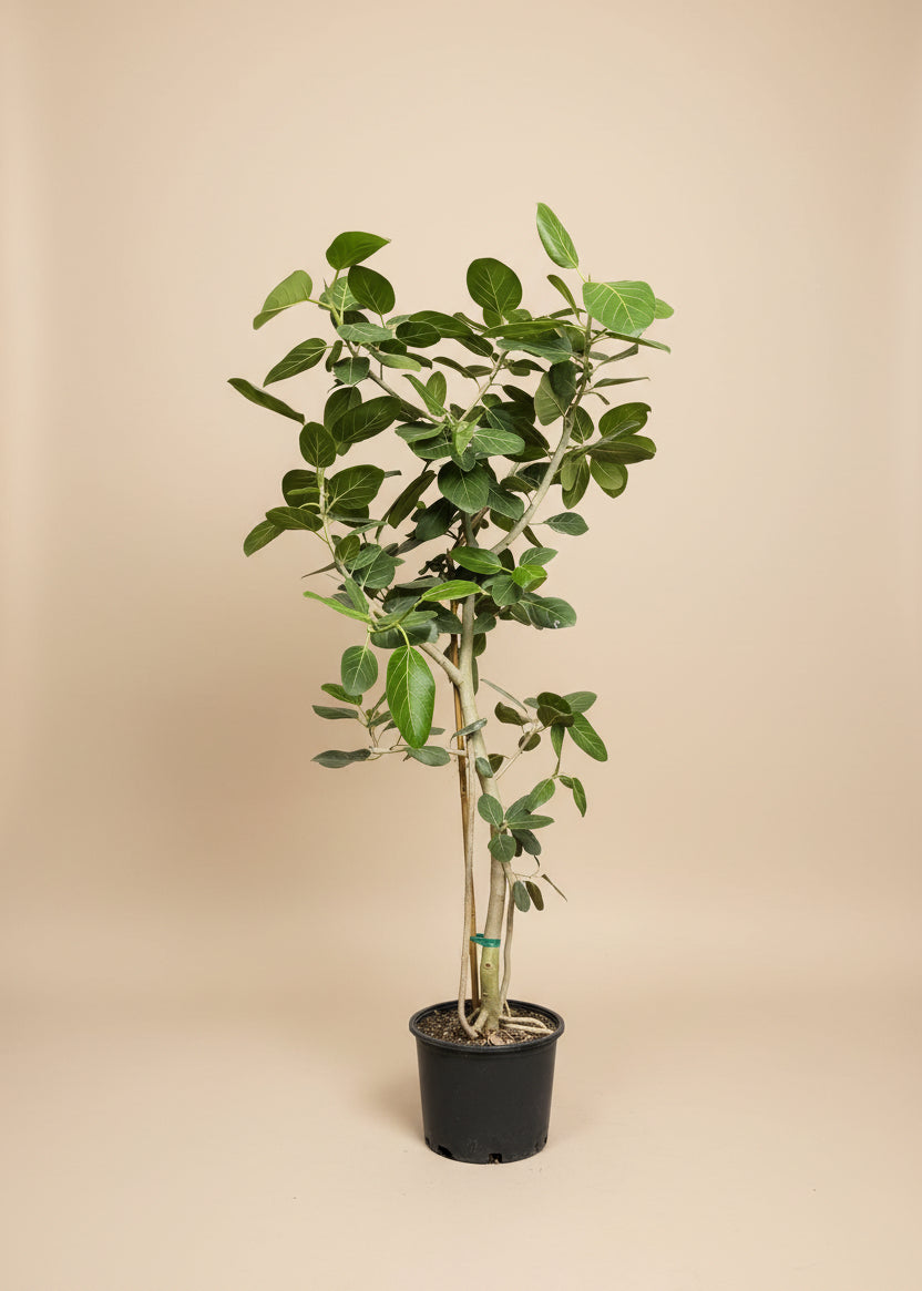 Ficus Audrey