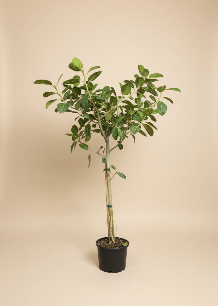 Ficus Audrey
