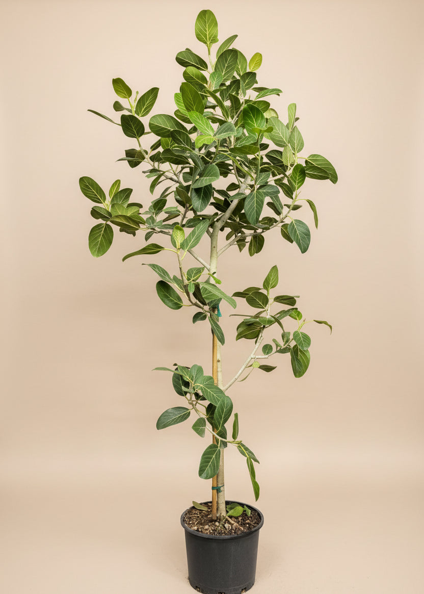 Ficus Audrey