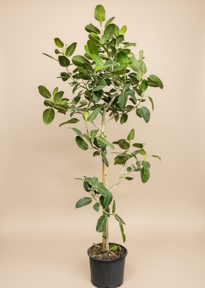 Ficus Audrey