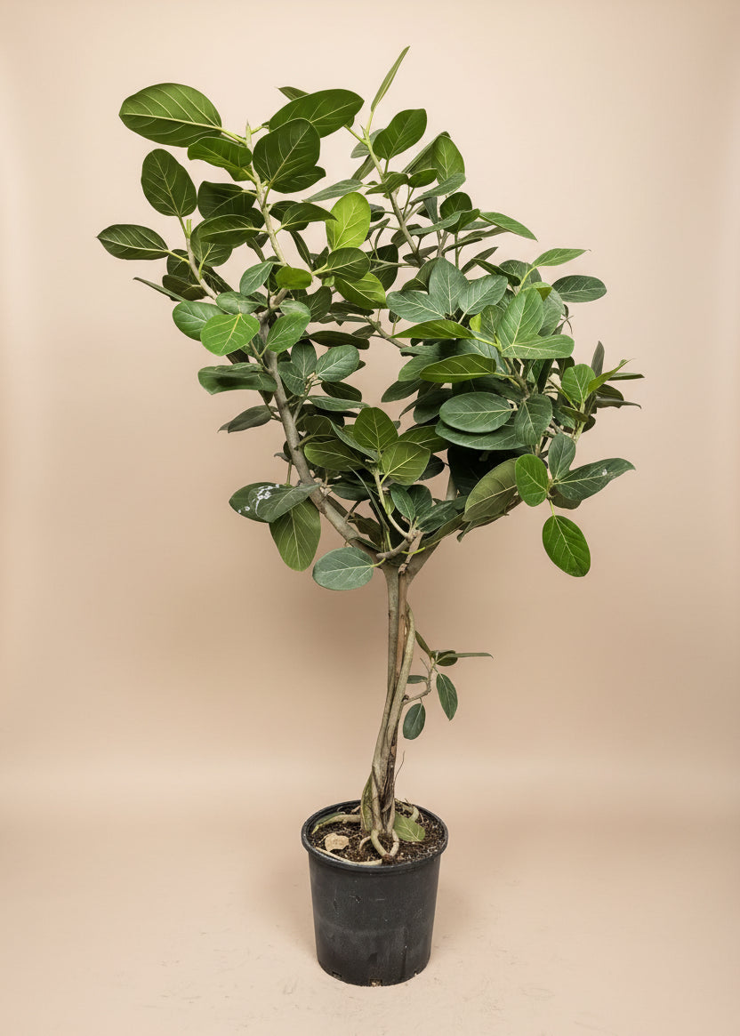 Ficus Audrey