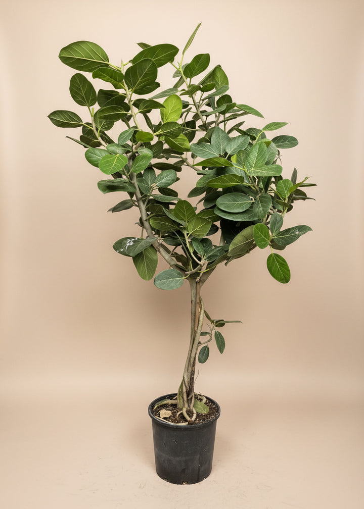 Ficus Audrey
