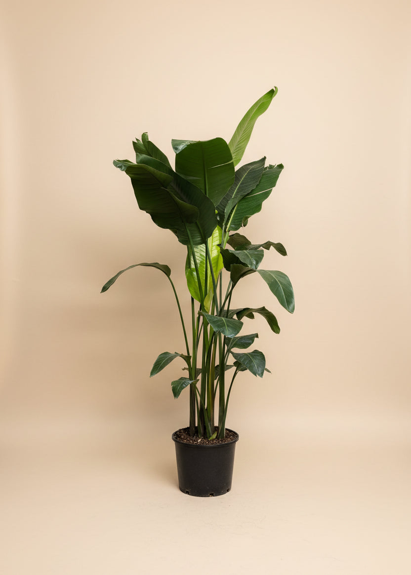 Bird of Paradise