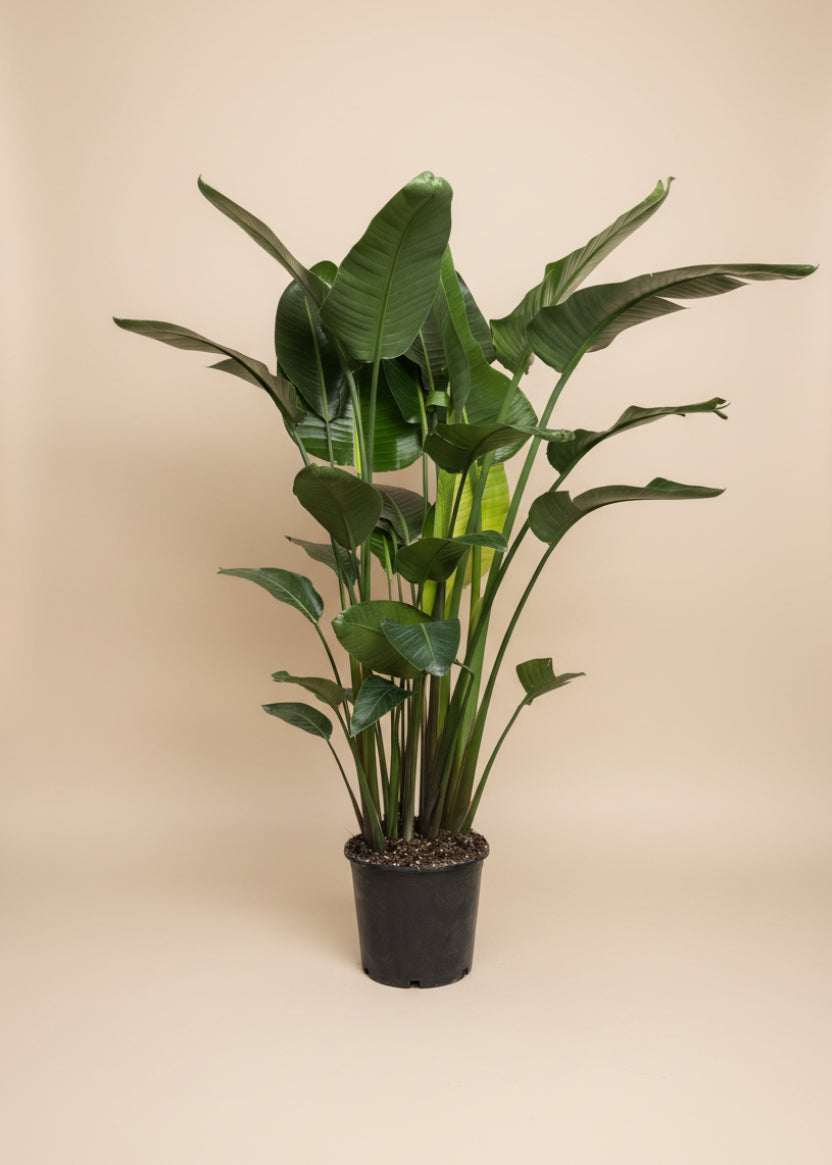 Bird of Paradise
