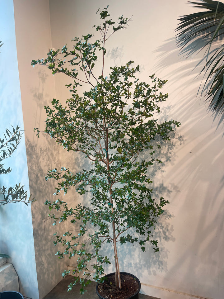 Black Olive Tree
