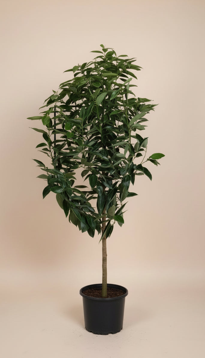 is cinnamon good for plants indoors Cinnamon Tree – The Old Yew Plant Shop