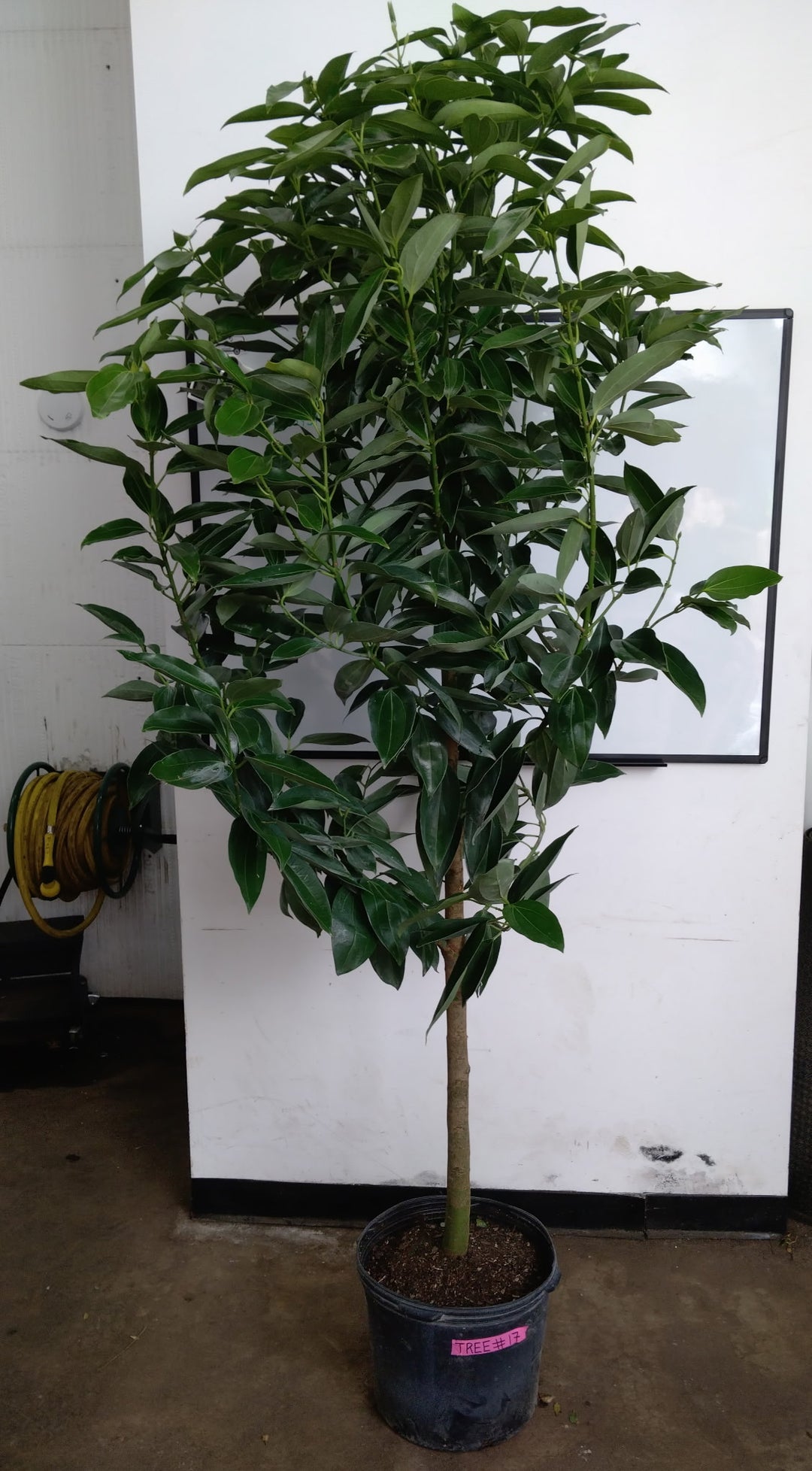 Cinnamon Tree