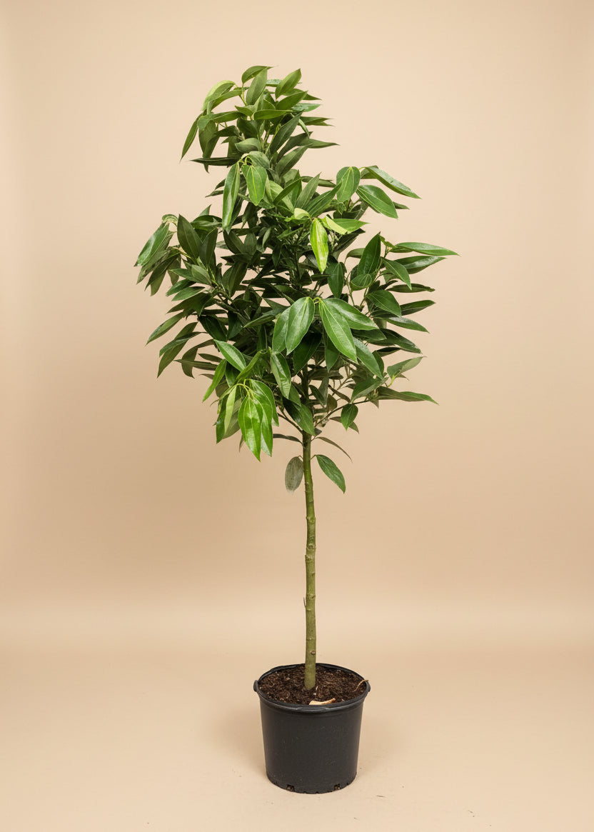 Cinnamon Tree