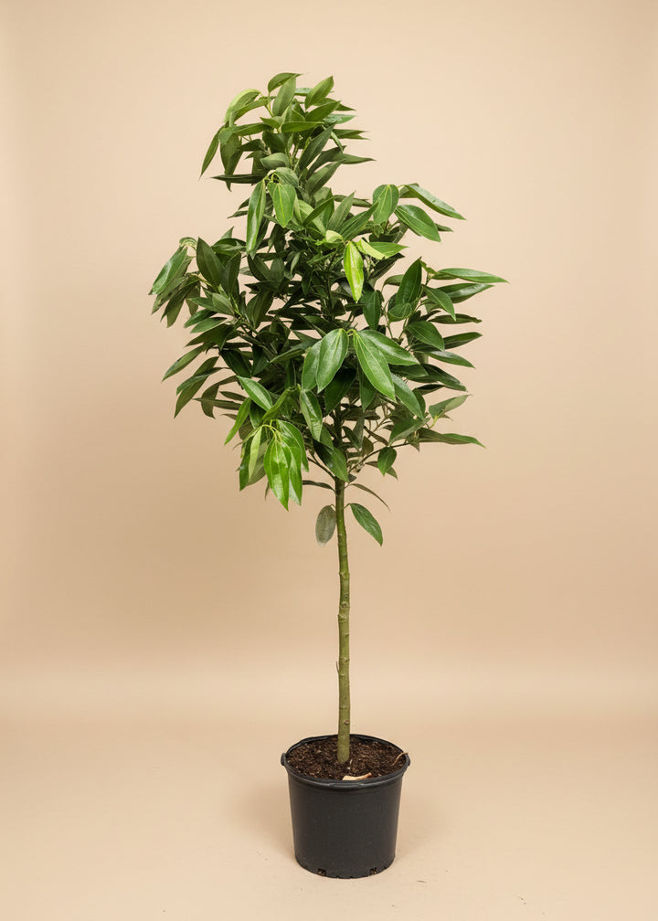 Cinnamon Tree