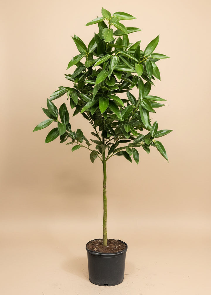 Cinnamon Tree