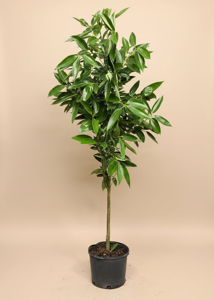 Cinnamon Tree