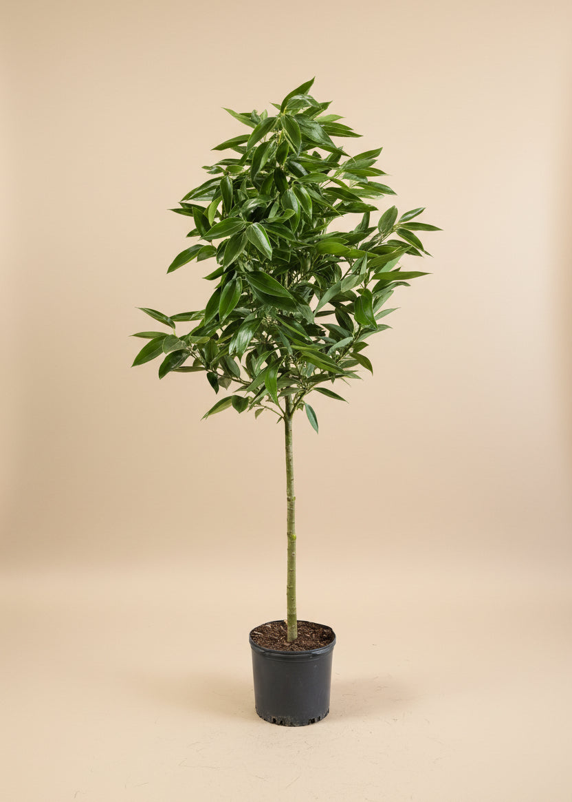 Cinnamon Tree