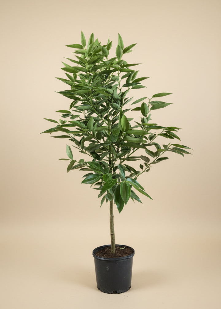 Cinnamon Tree