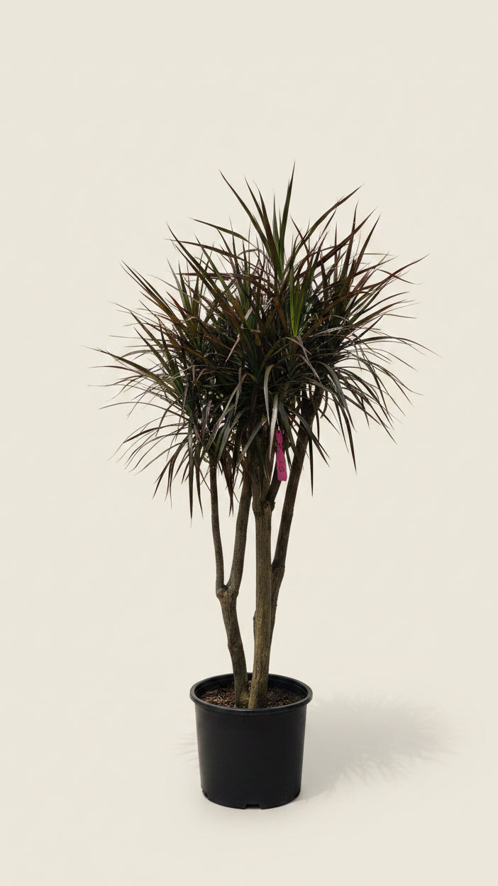 Dracaena Marginata