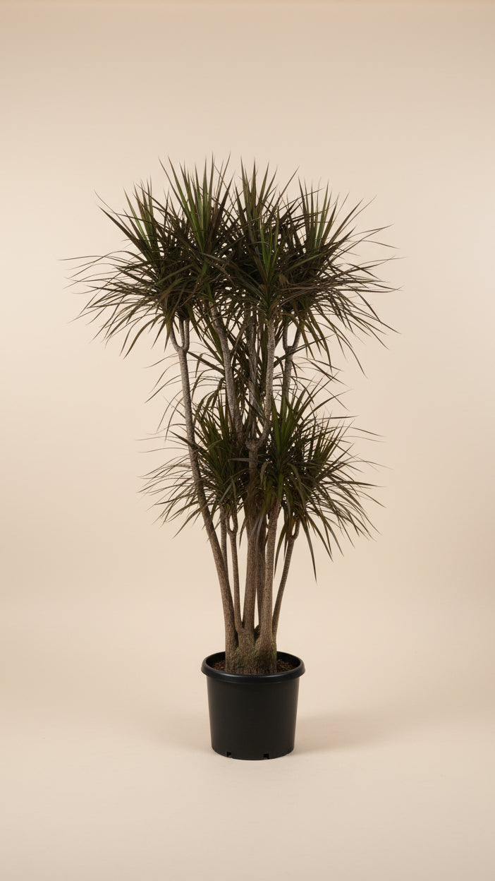 Dracaena Marginata