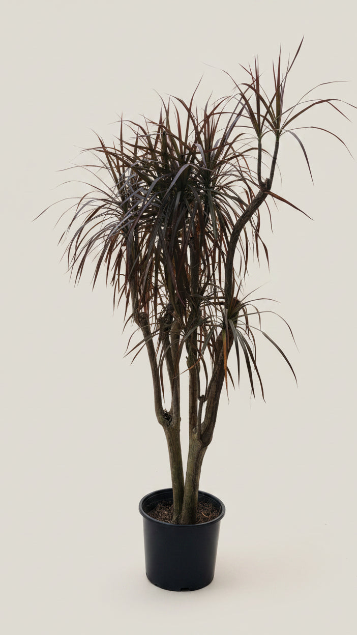 Dracaena Marginata