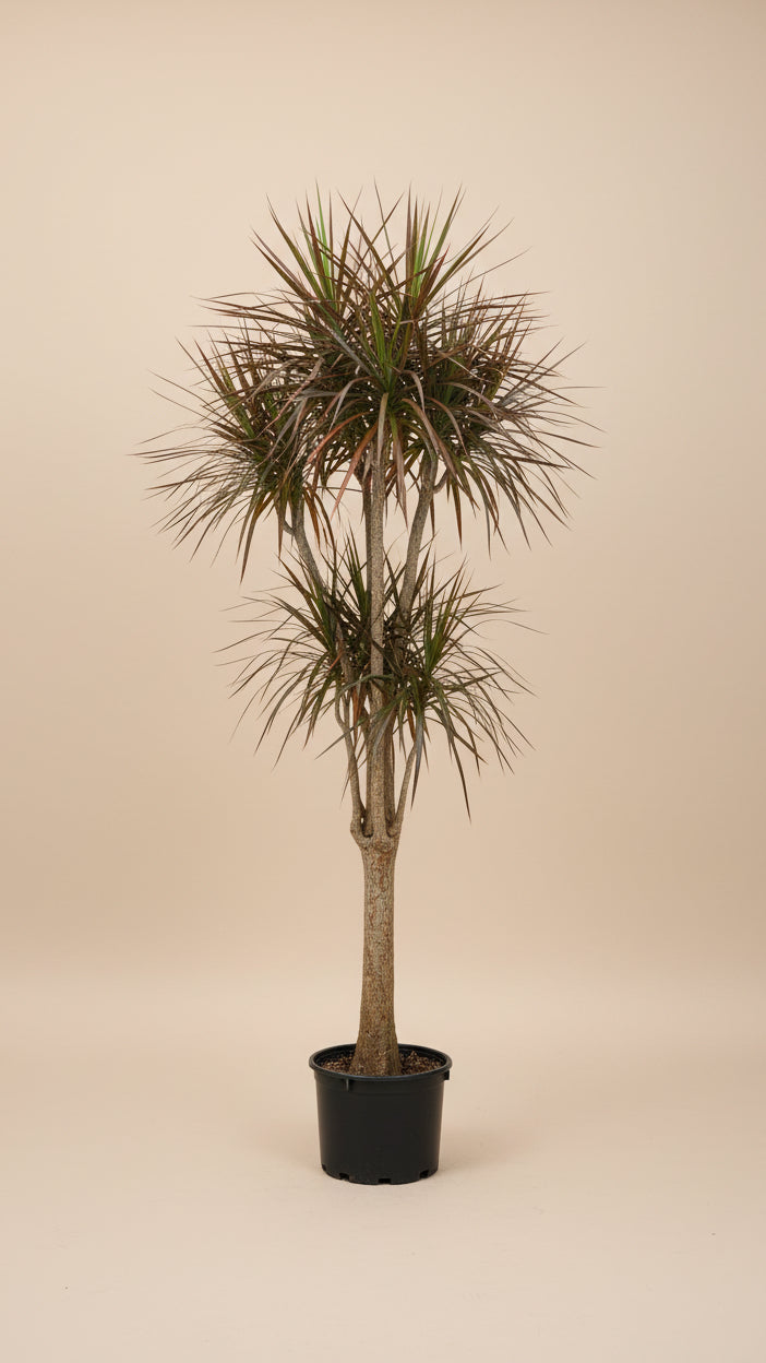 Dracaena Marginata