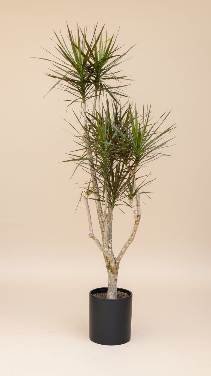 Dracaena Marginata