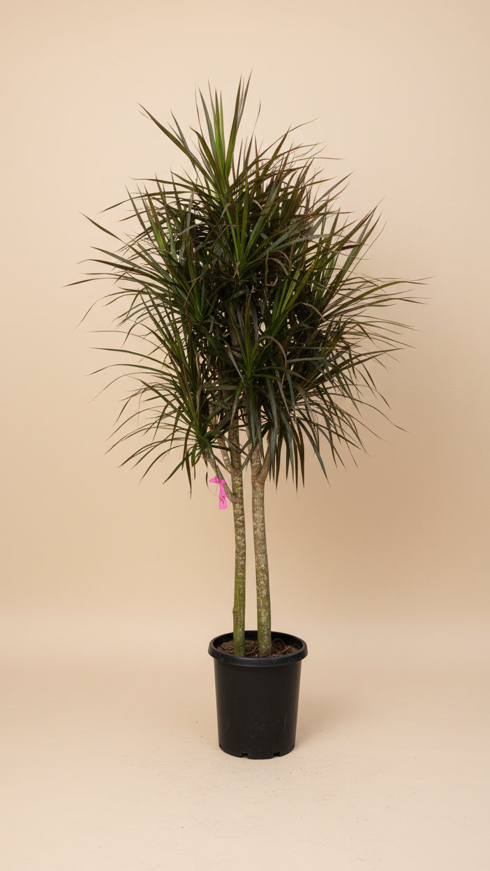 Dracaena Marginata