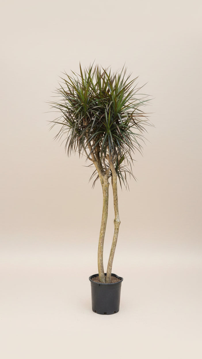 Dracaena Marginata