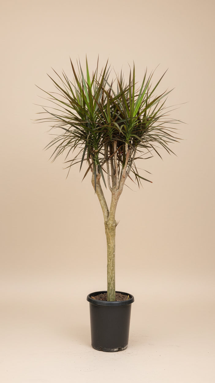 Dracaena Marginata