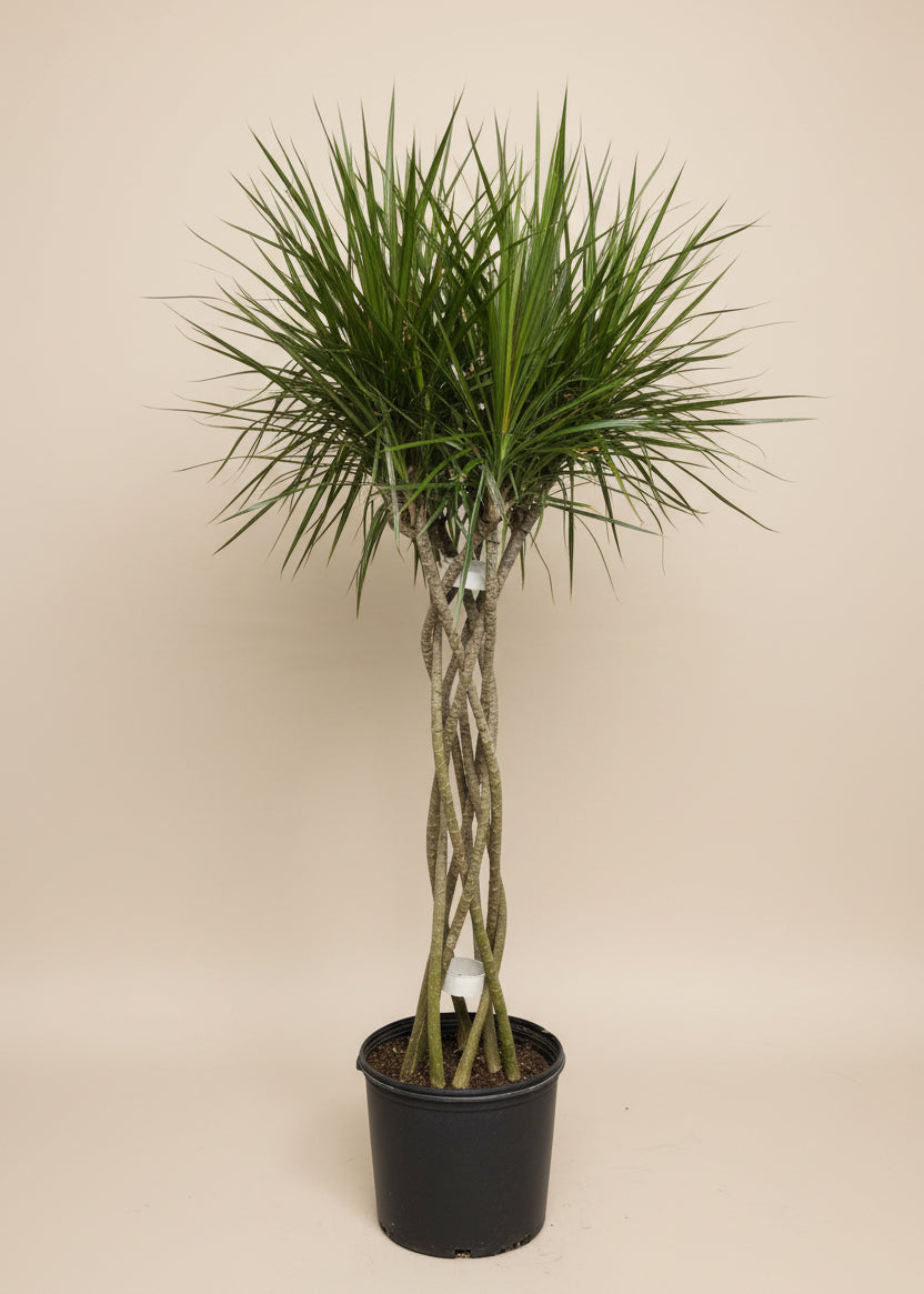 Dracaena Marginata Magenta