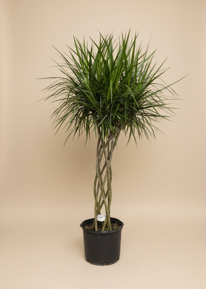 Dracaena Marginata Magenta