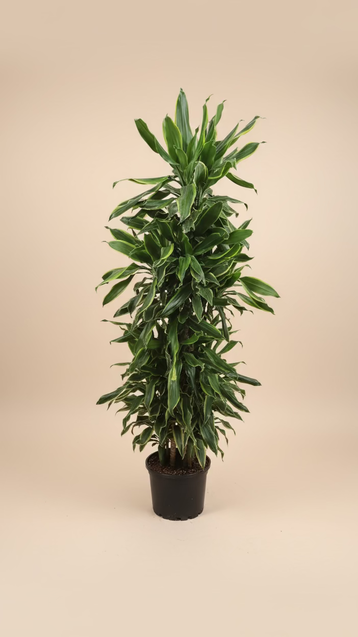 Dracaena Golden Coast Carousel