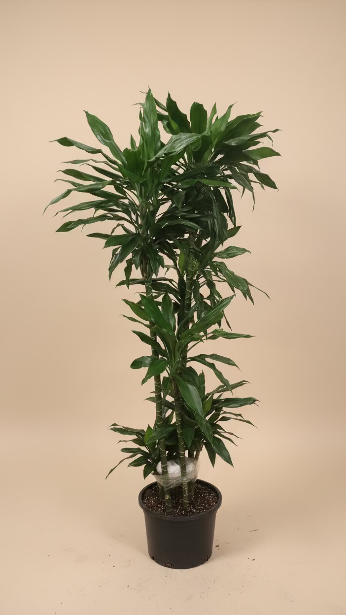 Dracaena 'Janet Lind'