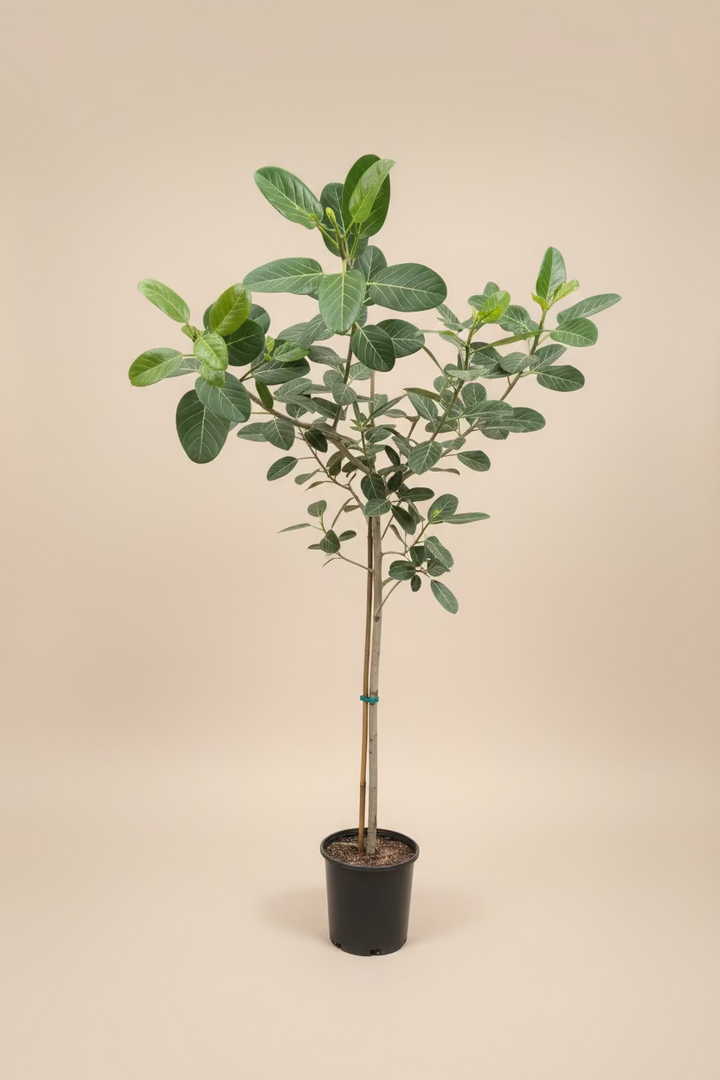 Ficus Audrey