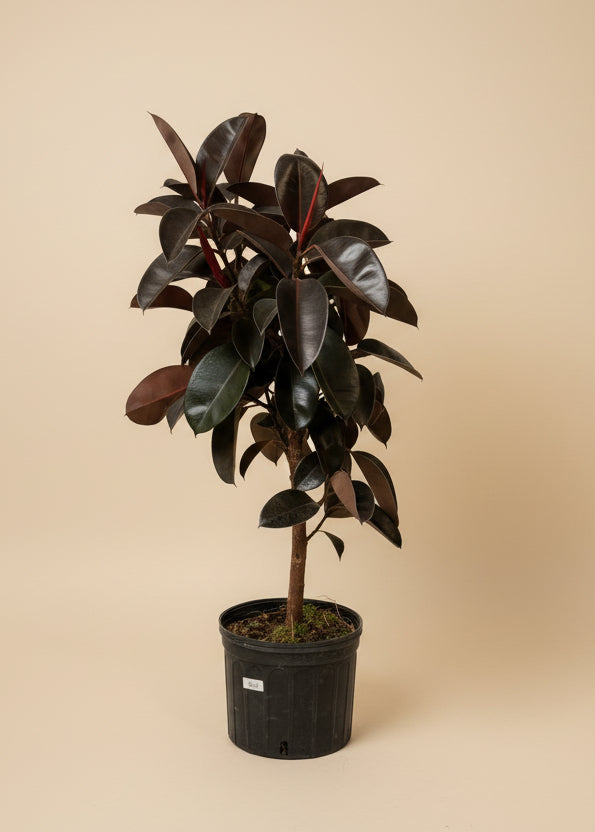 burgundy rubber tree vs black prince Ficus Burgundy – The Old Yew Plant Shop