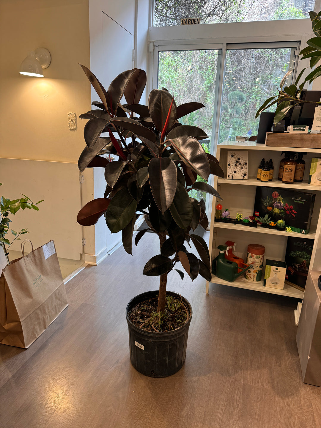 Ficus Burgundy