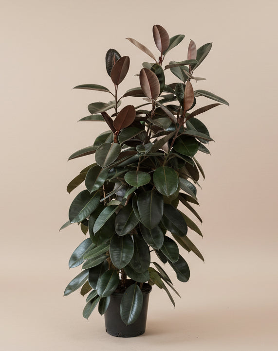 Ficus Burgundy