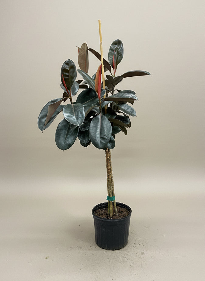 rubber tree crossword Ficus Burgundy – The Old Yew Plant Shop