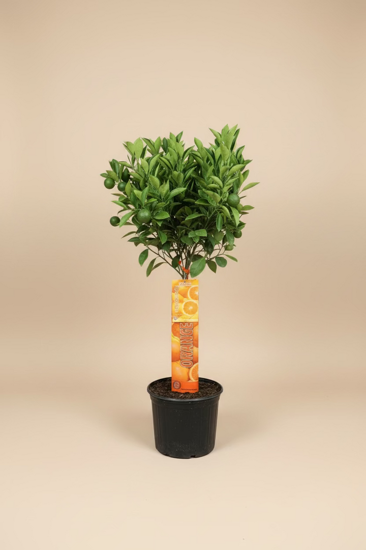 Citrus - Navel Orange