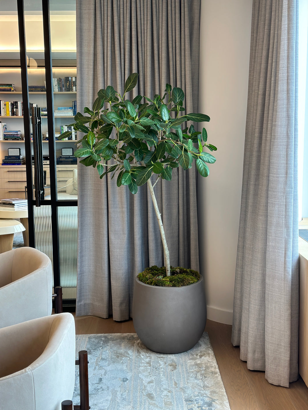 Ficus Audrey