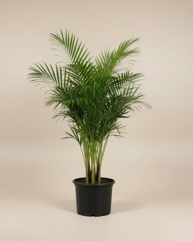 Areca Palm