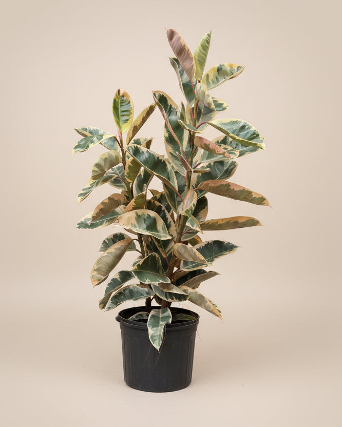 Ficus Elastica Tineke